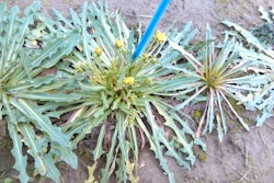 Taraxacum koksaghyz 5492e3266b403