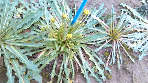 Taraxacum koksaghyz 5492e3266b403