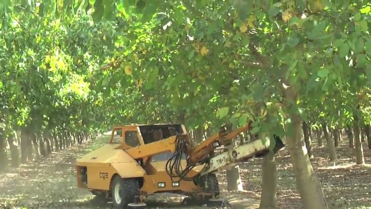 COE M7 Mono Boom Shaker shaking walnut trees