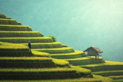 Agriculture 1807581 1920