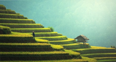 Agriculture 1807581 1920