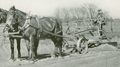 Towards the end of the horse-drawn era, this aptly named Galion Pony grader is drawn by its properly rated horse power.