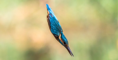 Kingfishers' ability to dive from the air, which has low resistance, into high-resistance water provided the inspiration for the design of a bullet train in Japan.