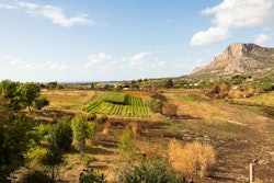 The creation of a “food forest” reproducing the natural eco-system in Sicily.